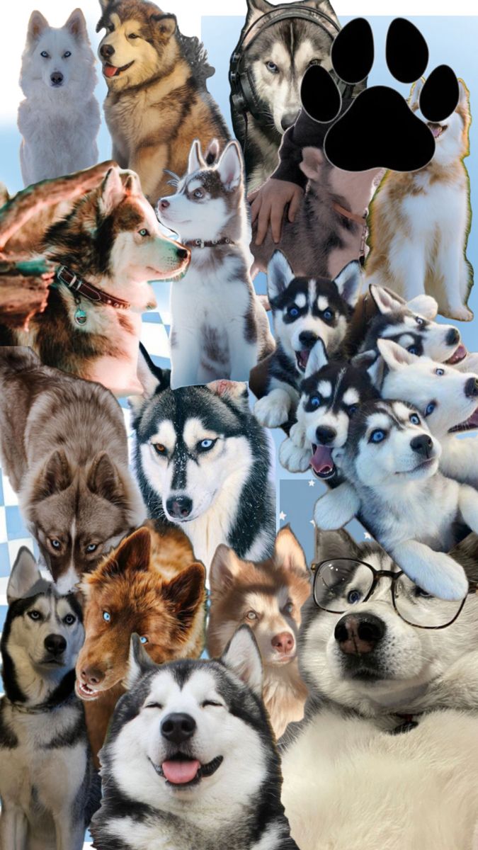 adorable husky wallpaper designs