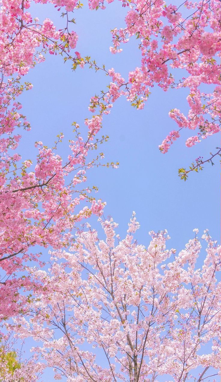 adorable spring wallpapers for desktop