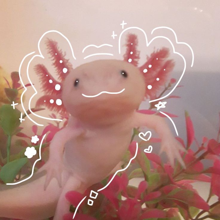 aesthetic cute Axolotl backgrounds