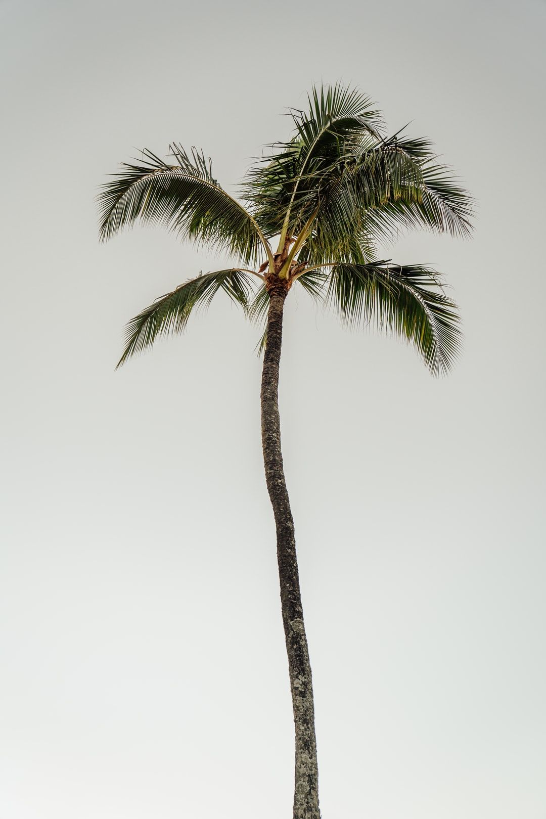 aesthetic cute palm tree wallpapers