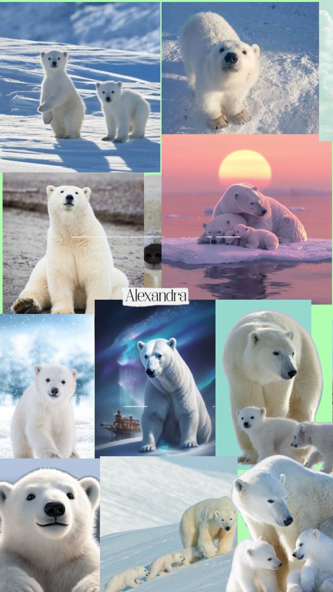 aesthetic cute Polar Bear designs