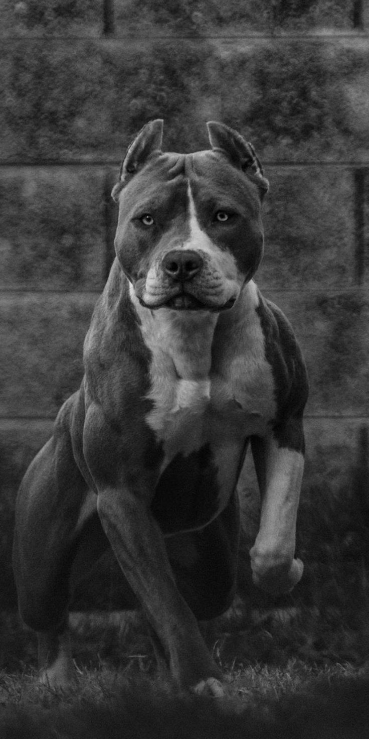 aesthetic pitbull art wallpapers