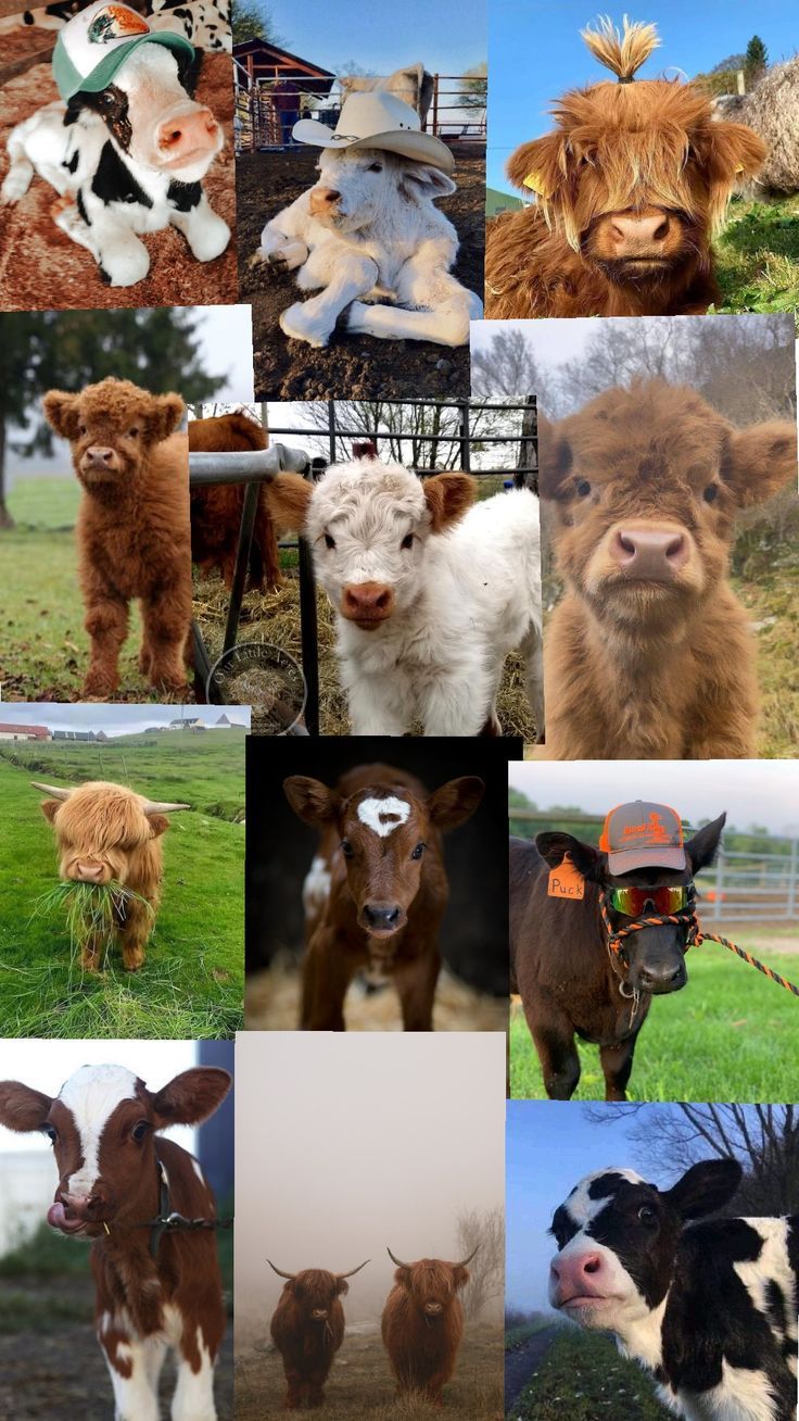 charming highland cow backgrounds