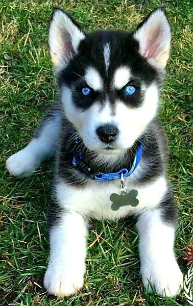 charming husky wallpaper collections