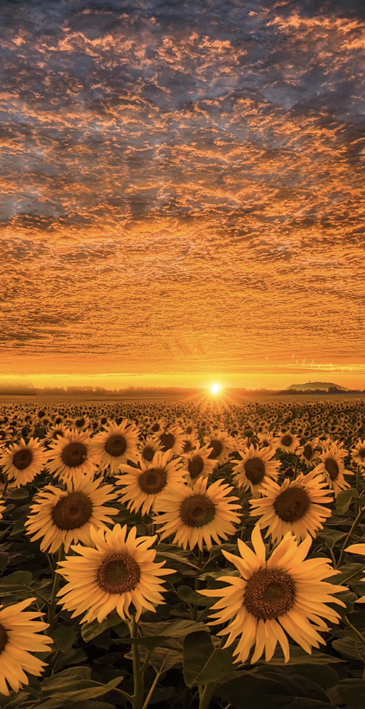 charming sunflower wallpaper for devices