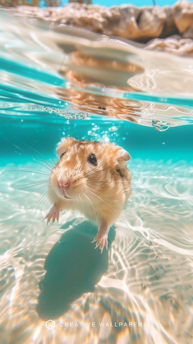 colorful cute hamster wallpapers for laptops