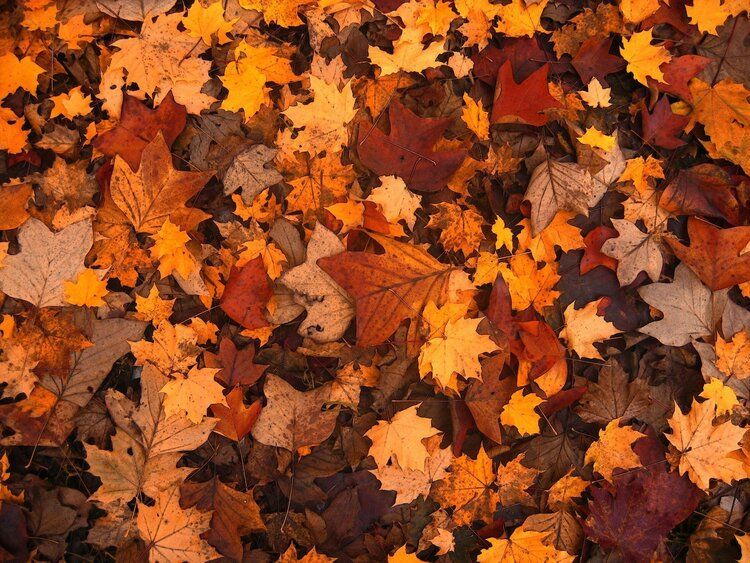 cute autumn wallpaper 0049