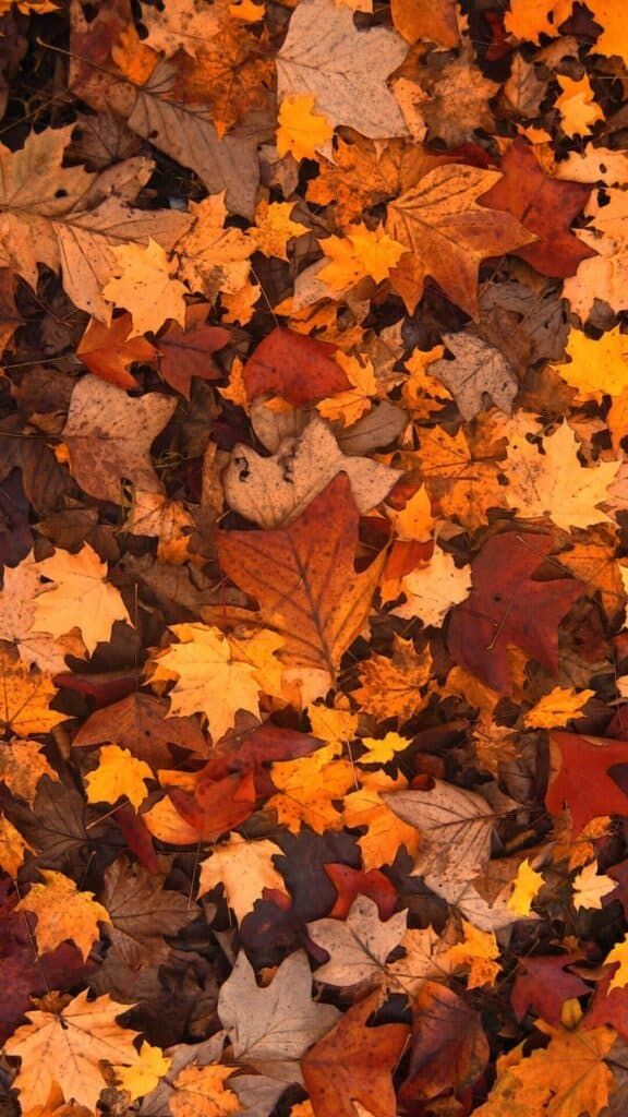 cute autumn wallpaper 0056