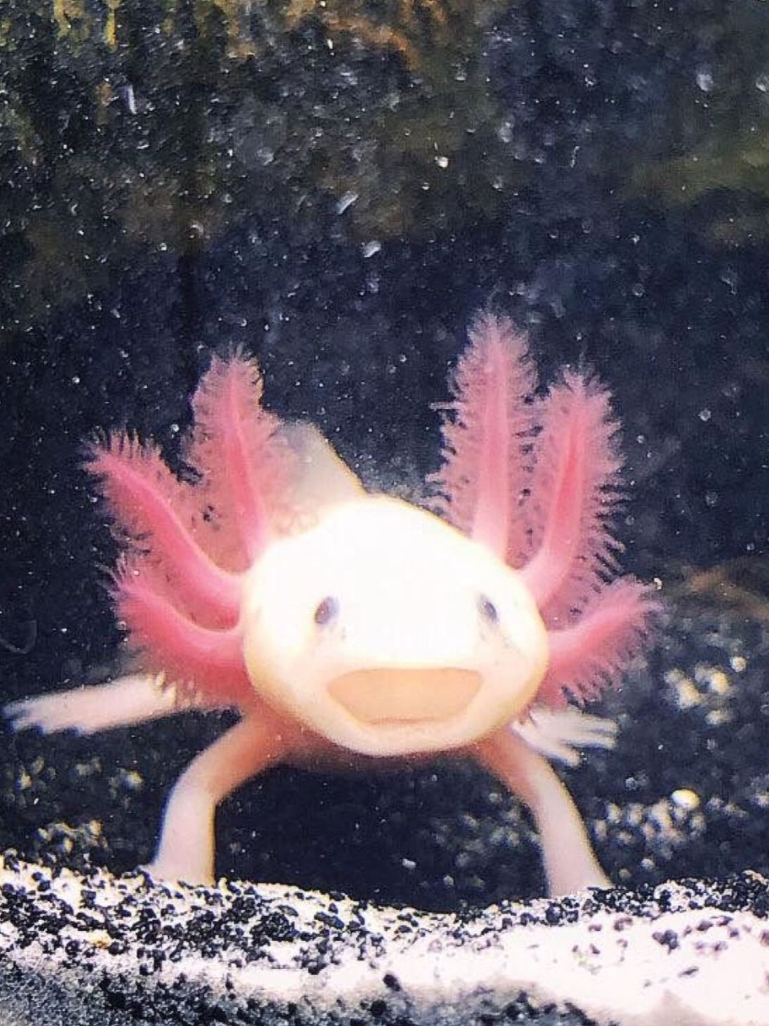 cute Axolotl wallpapers 0028