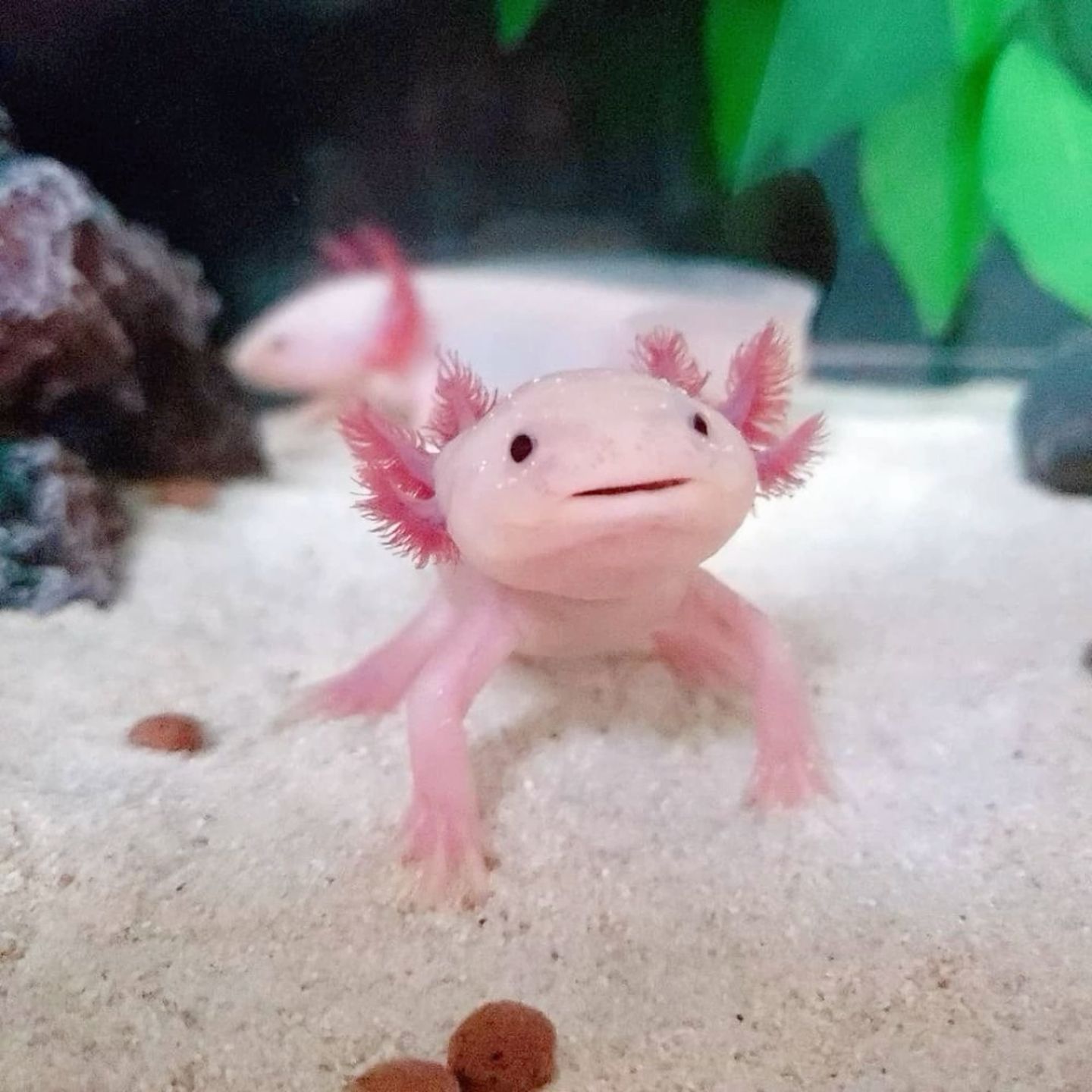 cute Axolotl wallpapers 0081