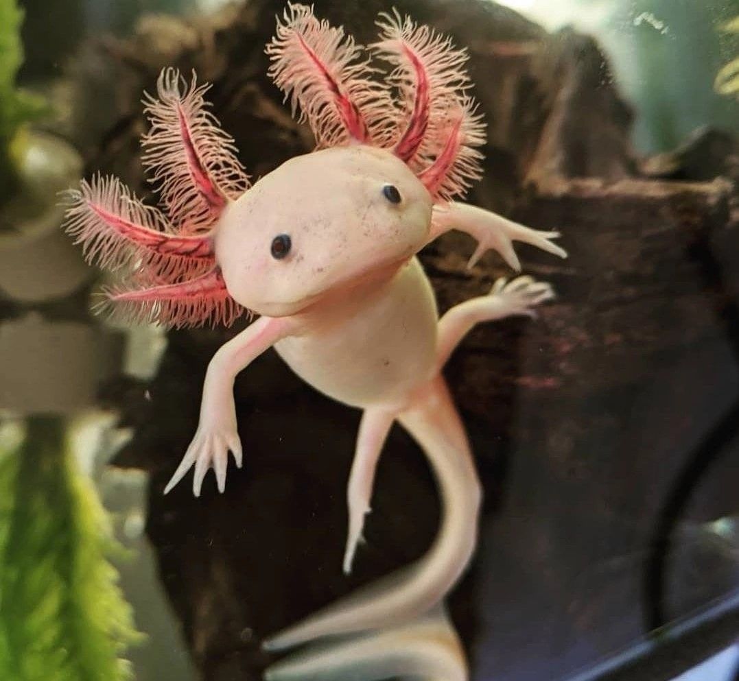 cute Axolotl wallpapers 0089