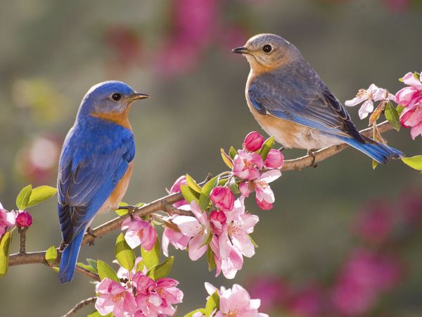 cute bird wallpapers 0020