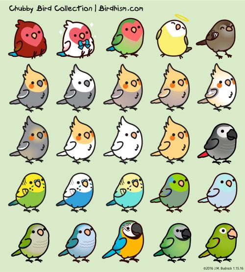 cute bird wallpapers 0024