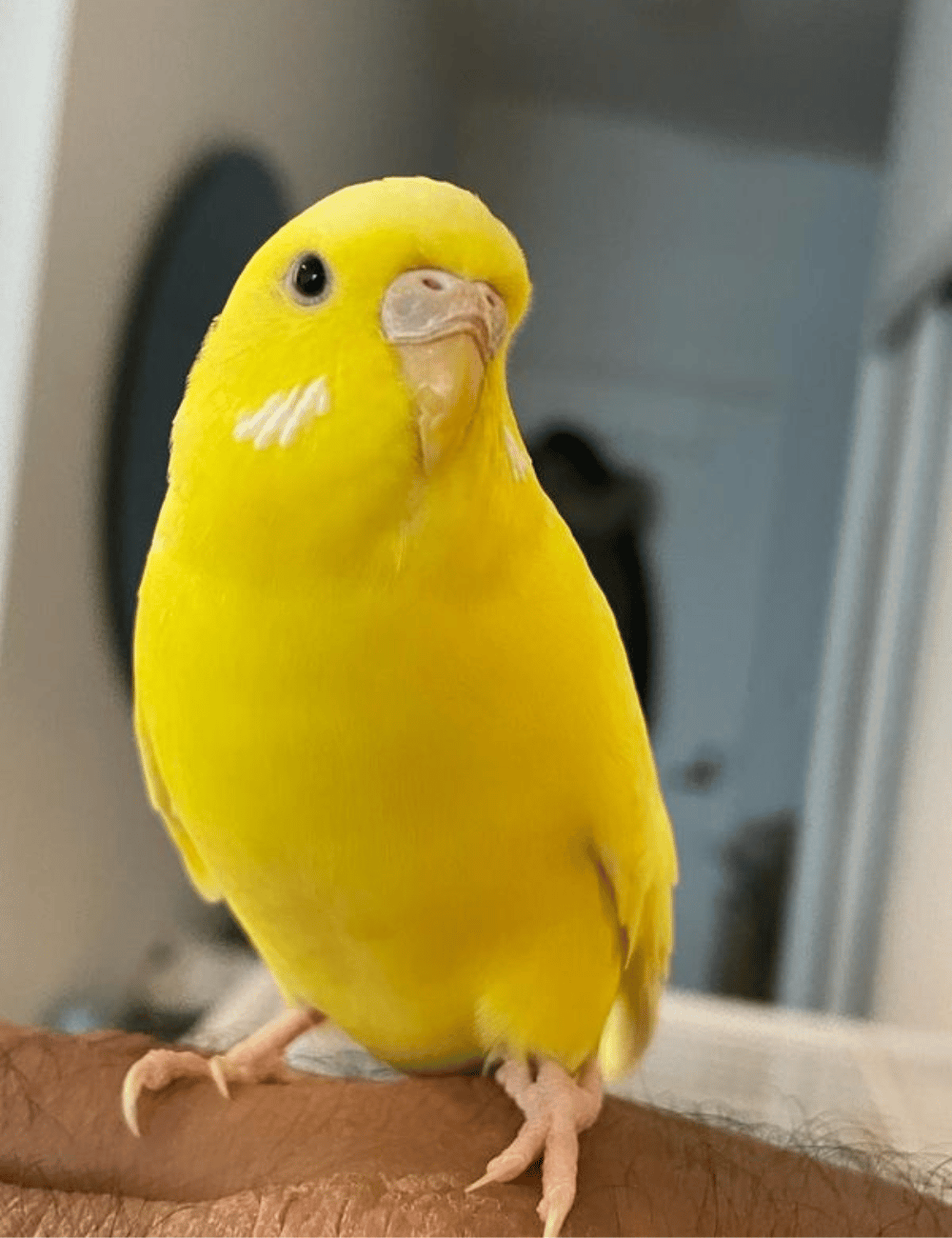 cute bird wallpapers 0052