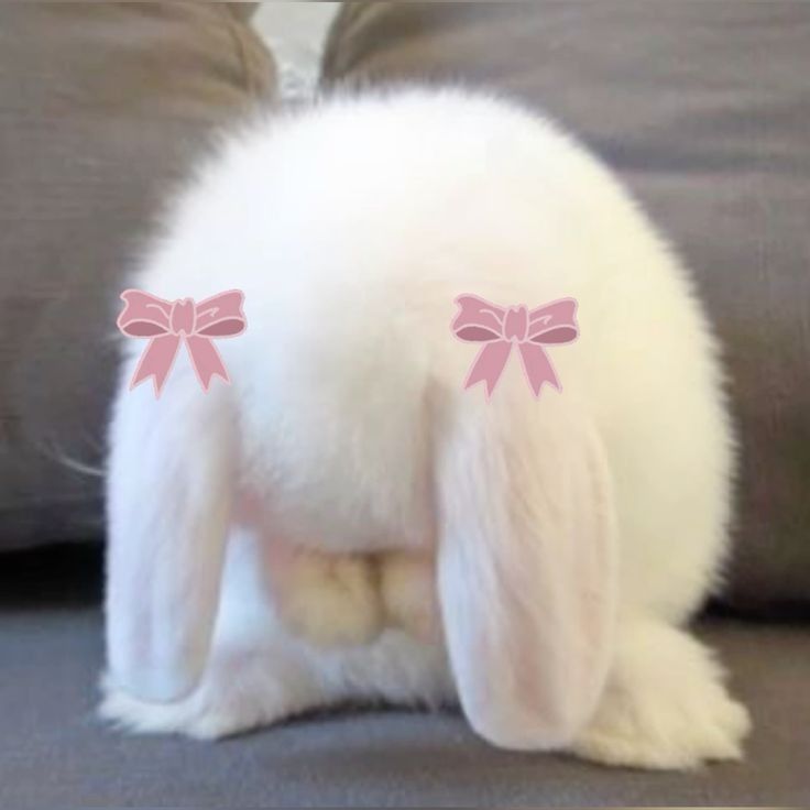 cute bunny wallpapers 0025