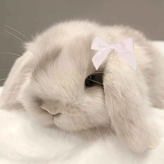 cute bunny wallpapers 0099