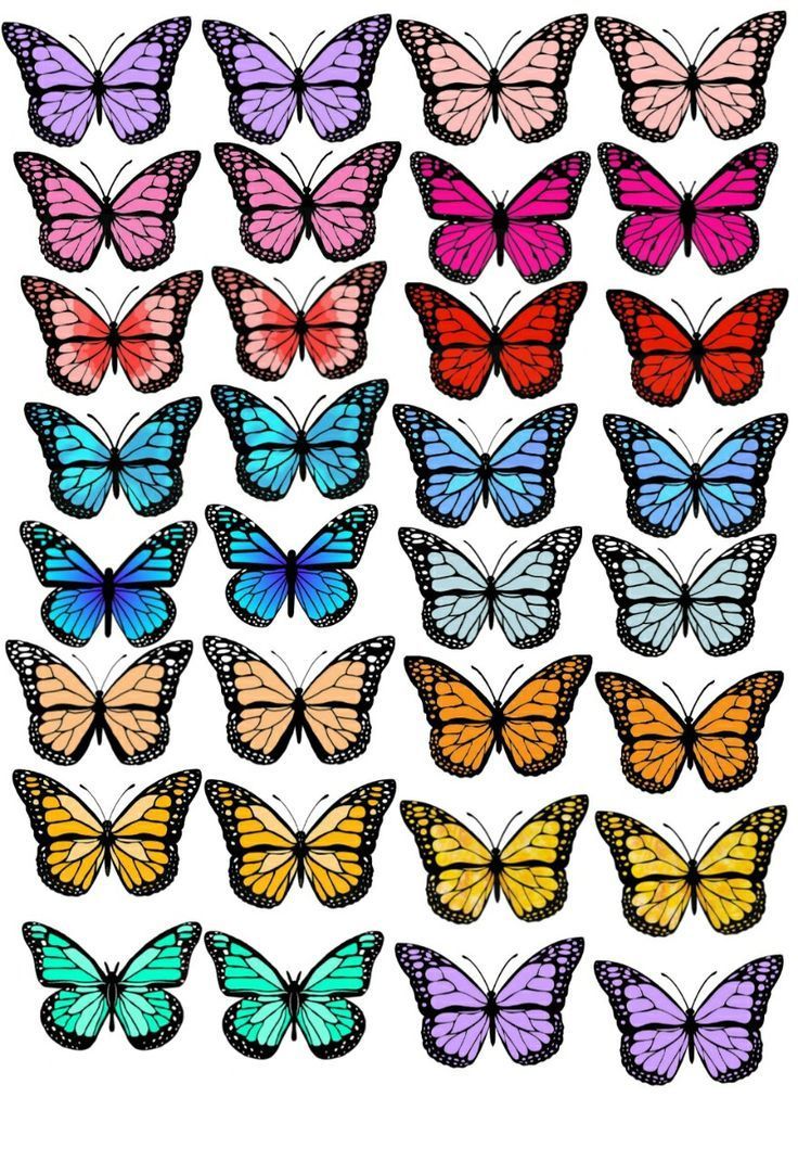 cute butterfly wallpapers 0021