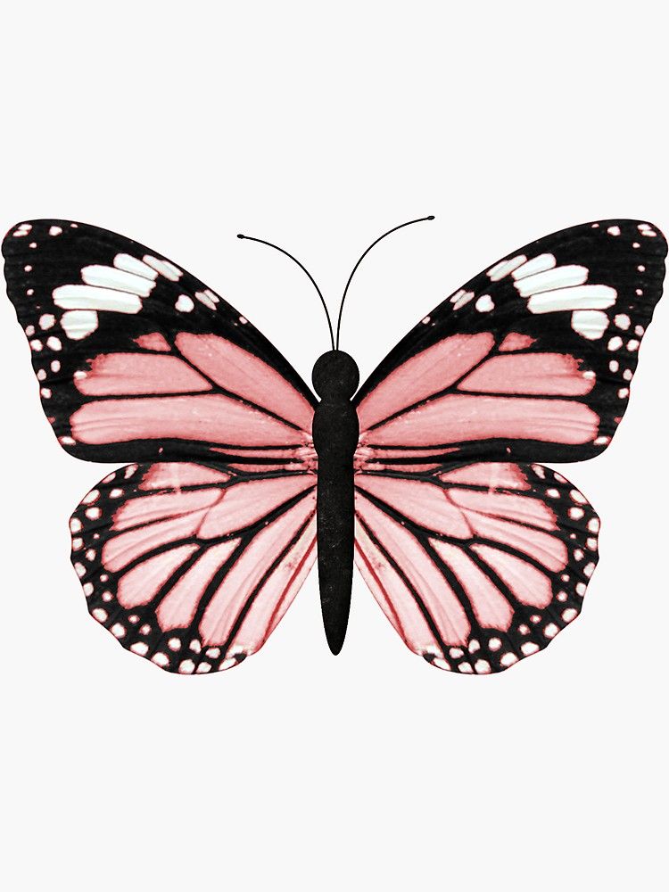 cute butterfly wallpapers 0029