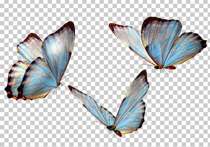 cute butterfly wallpapers 0062