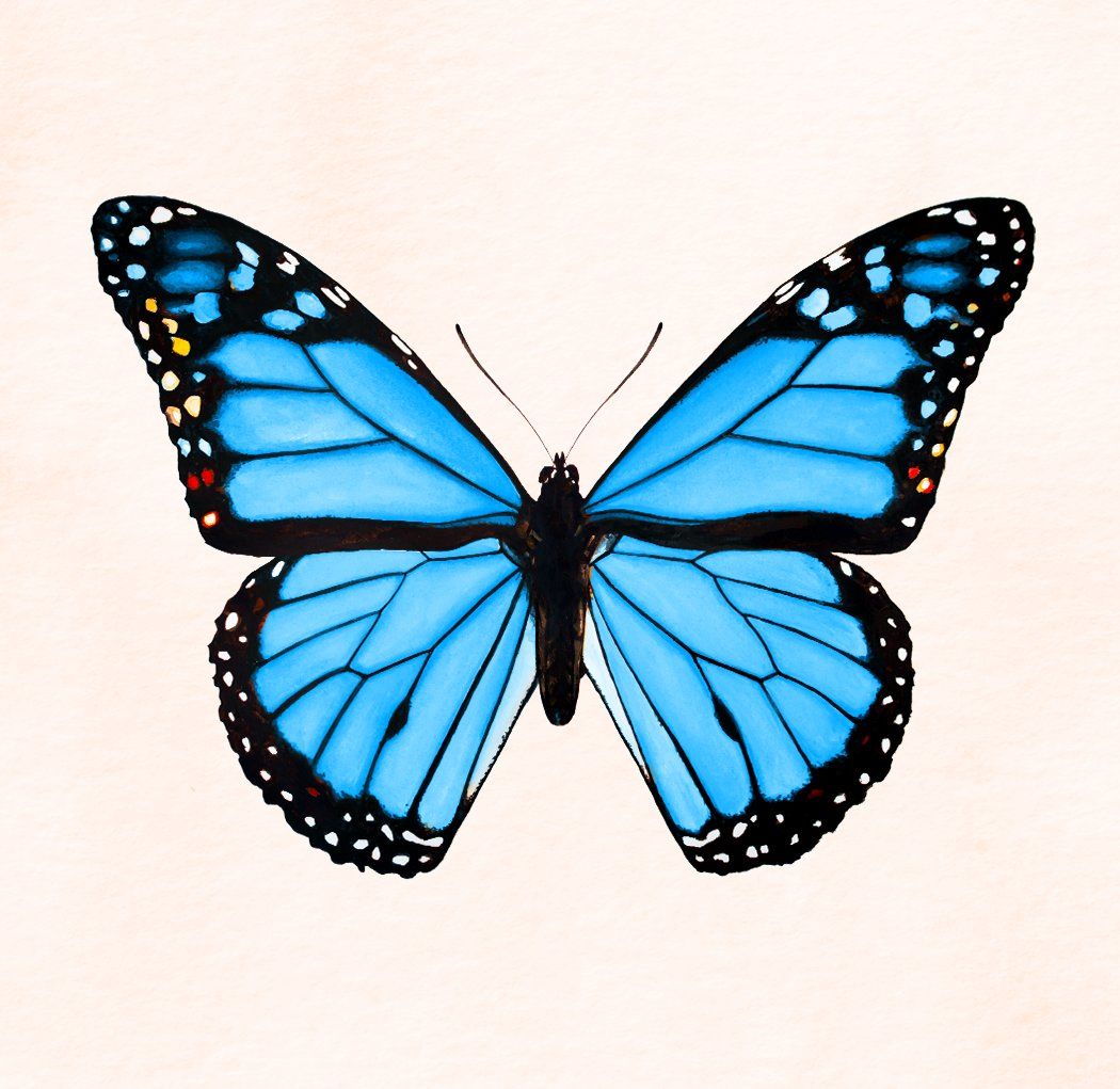 cute butterfly wallpapers 0067