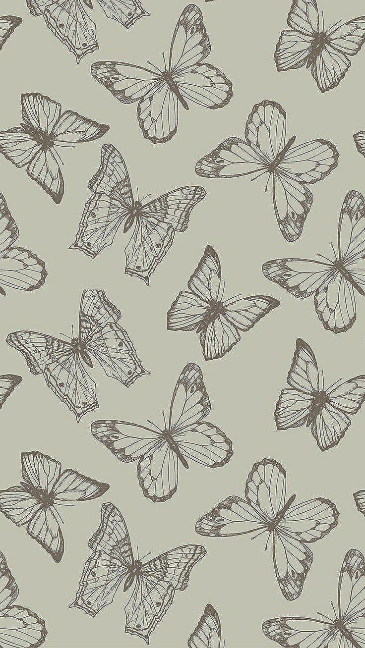 cute butterfly wallpapers 0086