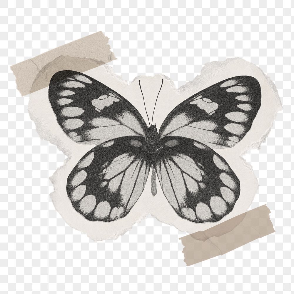 cute butterfly wallpapers 0087