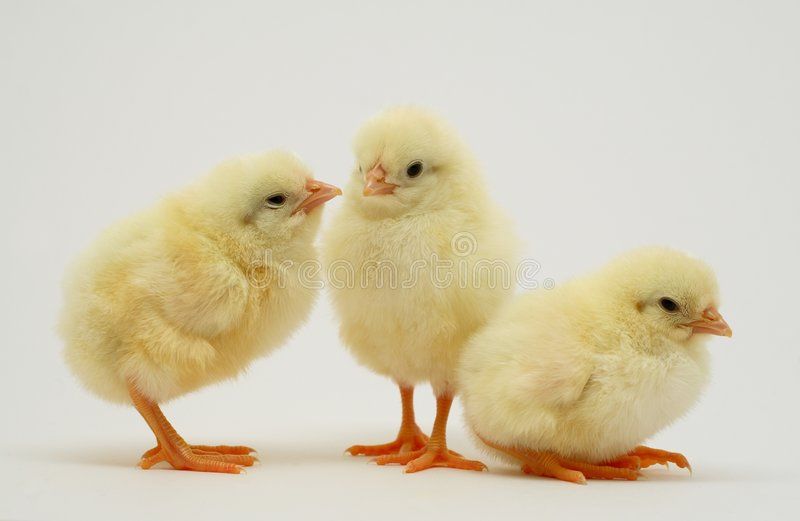 cute chicken wallpapers 0045