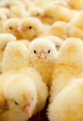 cute chicken wallpapers 0046