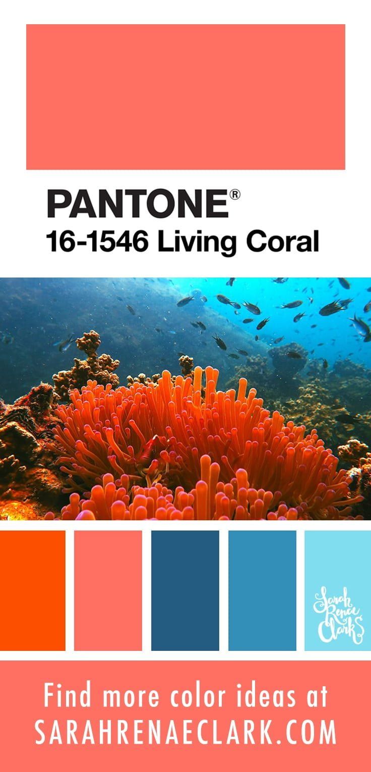 cute coral wallpapers 0088