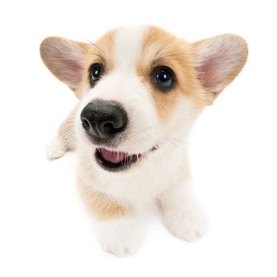 cute Corgi wallpapers 0013