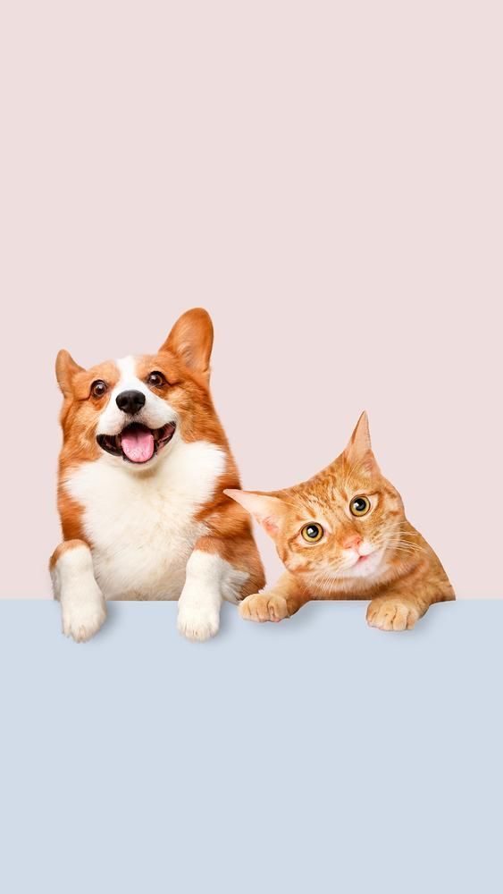 cute Corgi wallpapers 0022