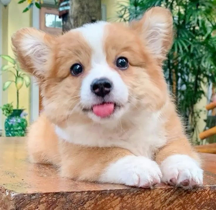 cute Corgi wallpapers 0025