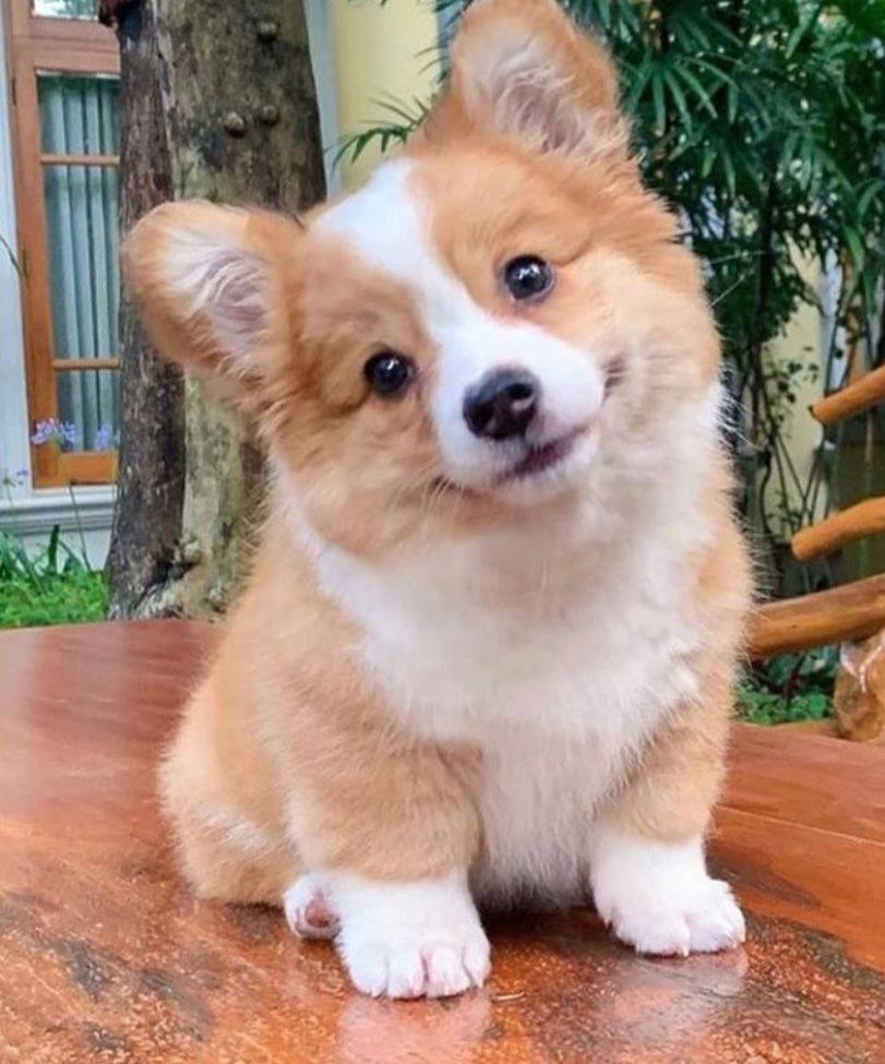 cute Corgi wallpapers 0027