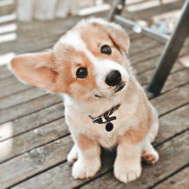 cute Corgi wallpapers 0032