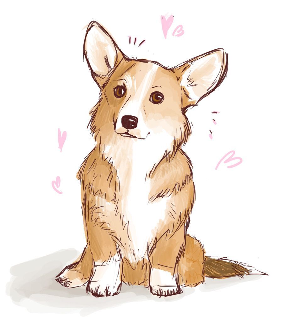 cute Corgi wallpapers 0037