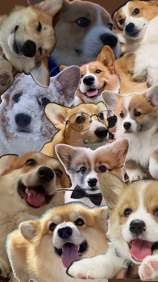 cute Corgi wallpapers 0050