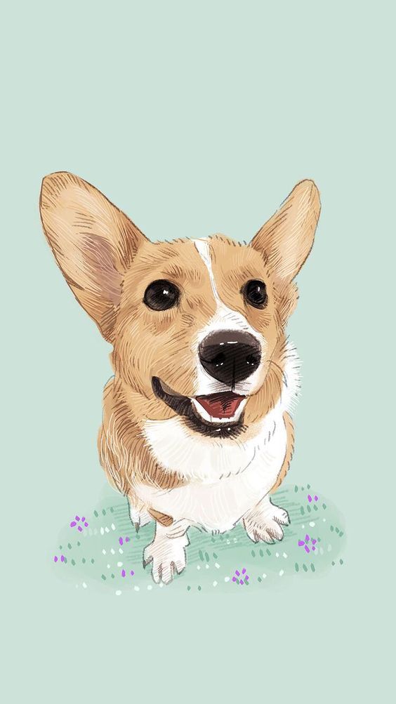 cute Corgi wallpapers 0063