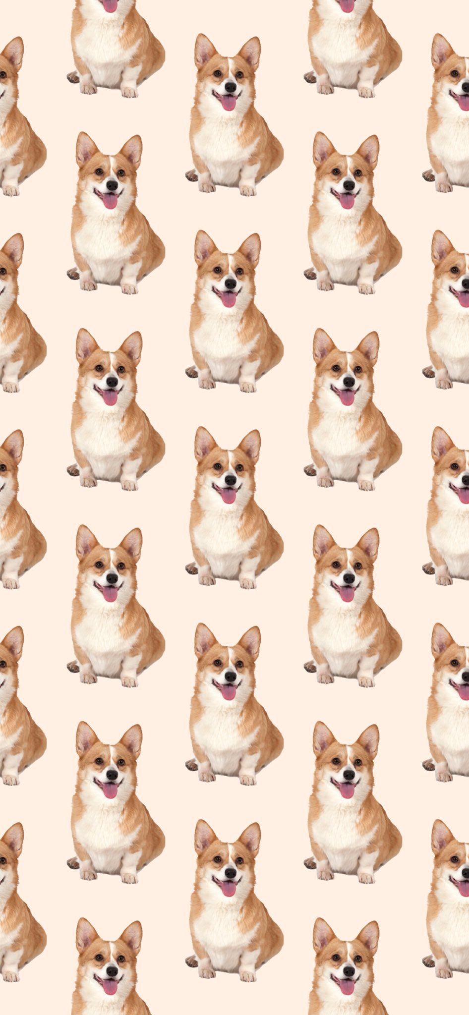 cute Corgi wallpapers 0064