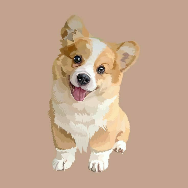 cute Corgi wallpapers 0093