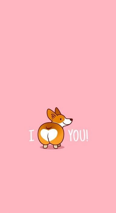 cute Corgi wallpapers 0096