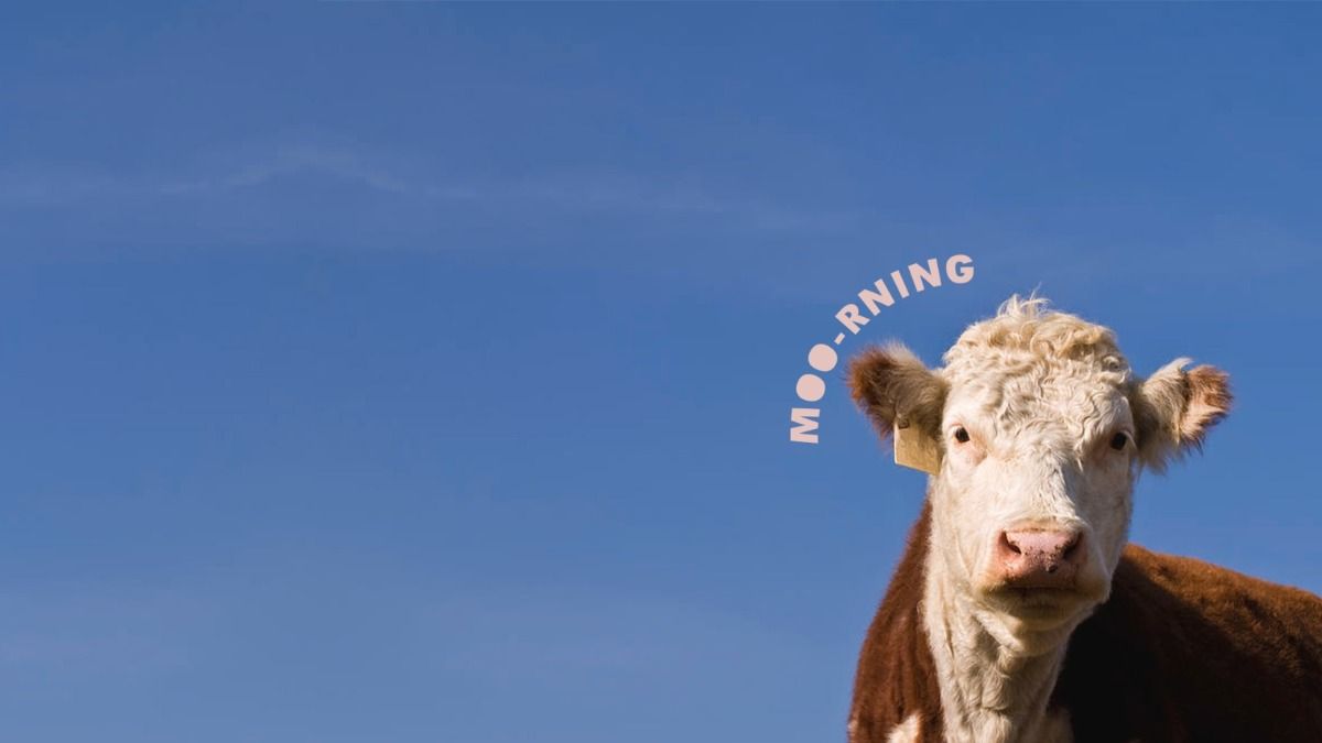 cute cow-themed desktop backgrounds