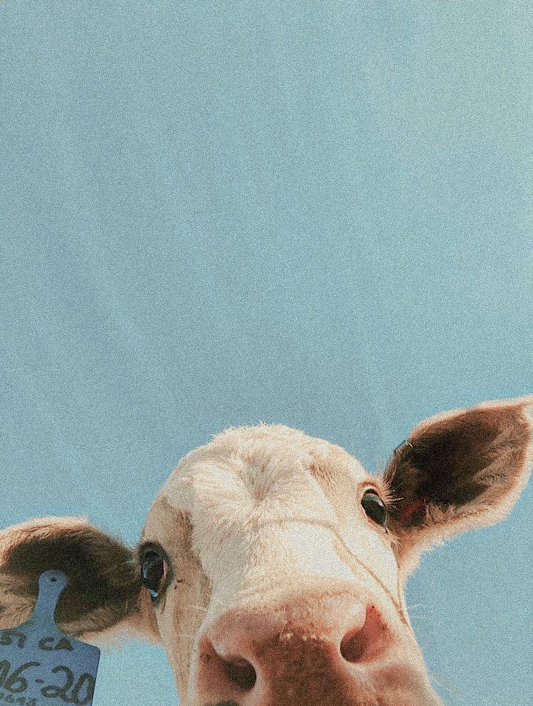 cute cow wallpapers 0020