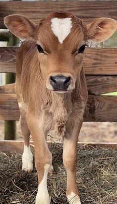 cute cow wallpapers 0023