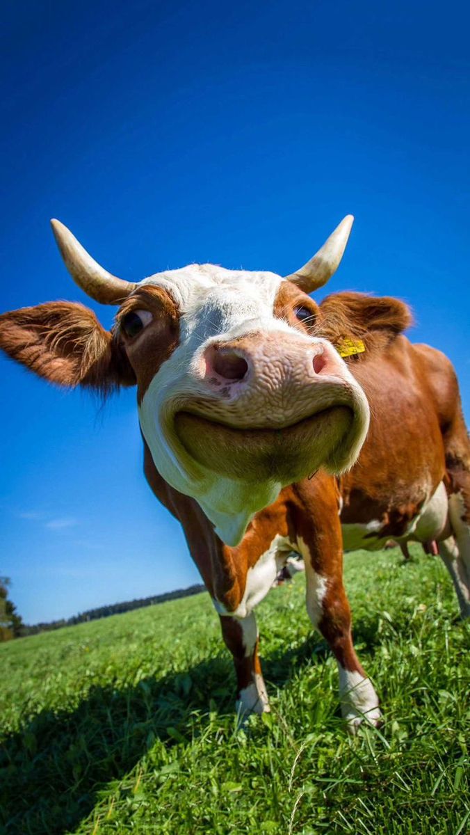 cute cow wallpapers 0025