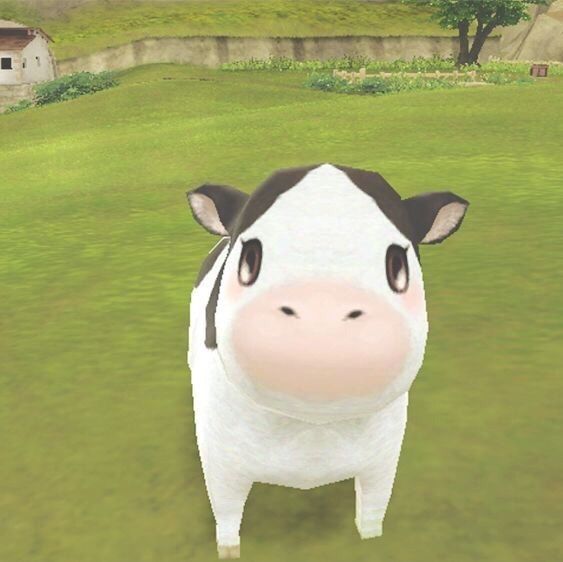 cute cow wallpapers 0034