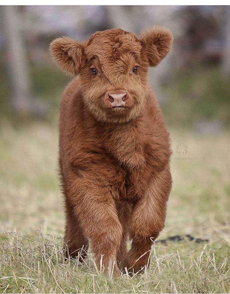 cute cow wallpapers 0073