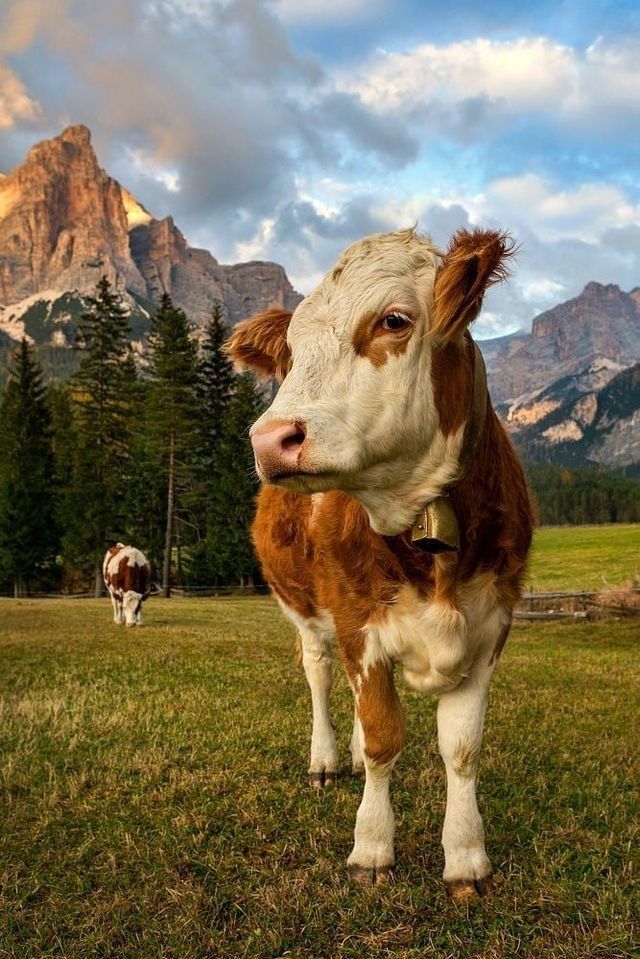 cute cow wallpapers 0075