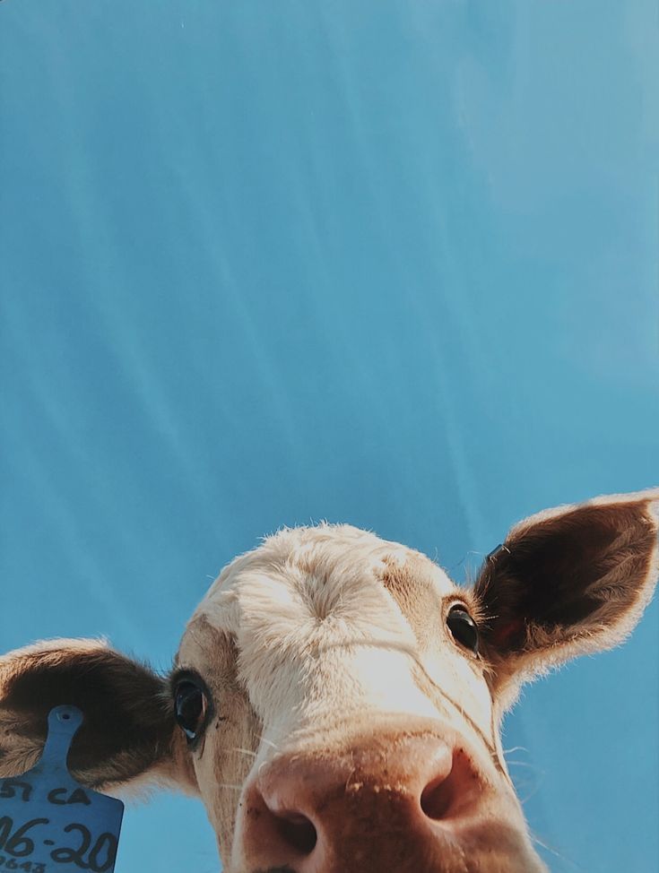 cute cow wallpapers 0078