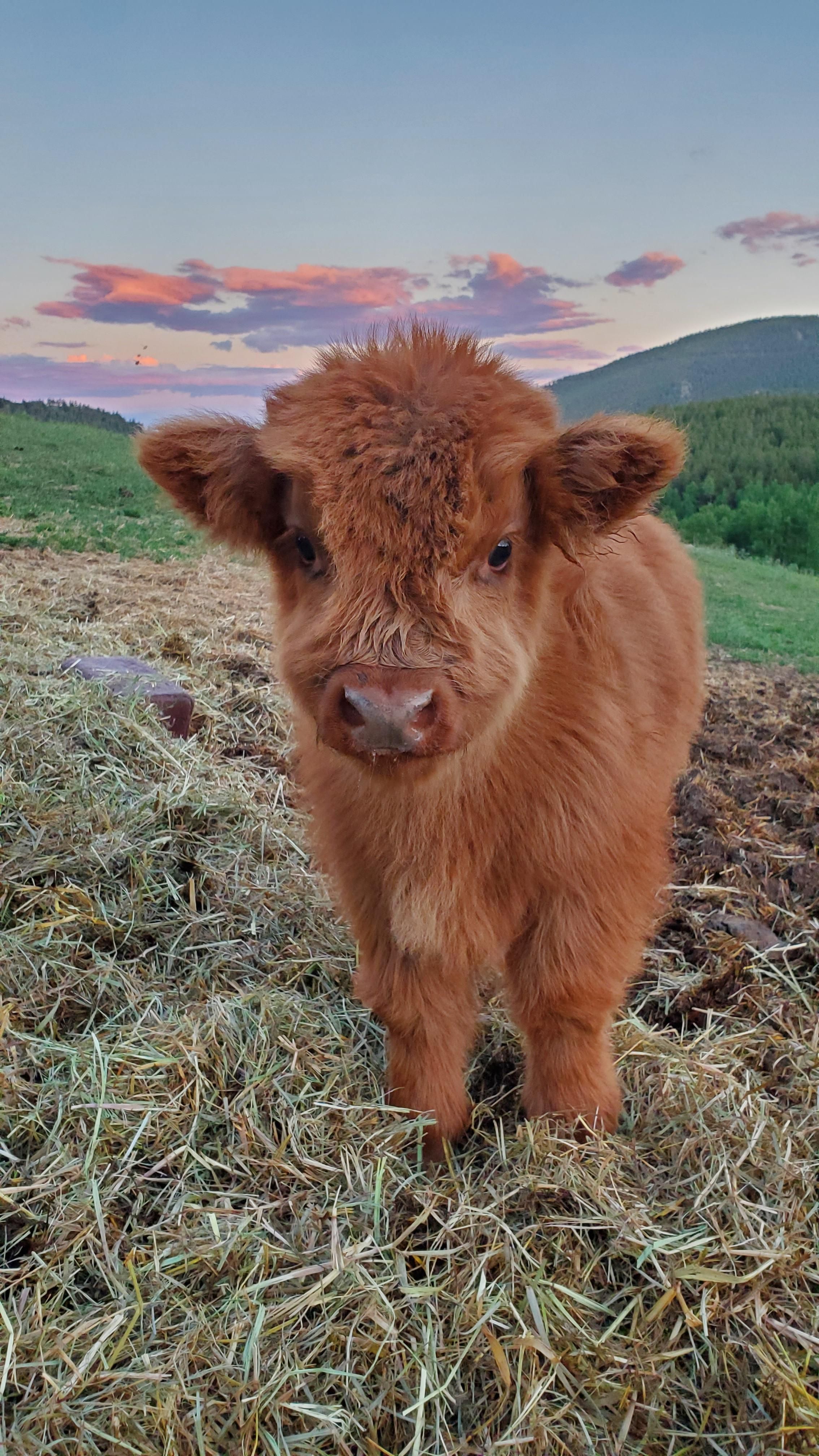 cute cow wallpapers 0079