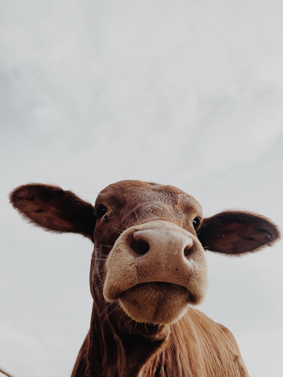 cute cow wallpapers 0088